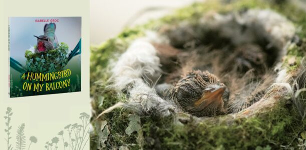 Q&A with A Hummingbird on My Balcony author Isabelle Groc