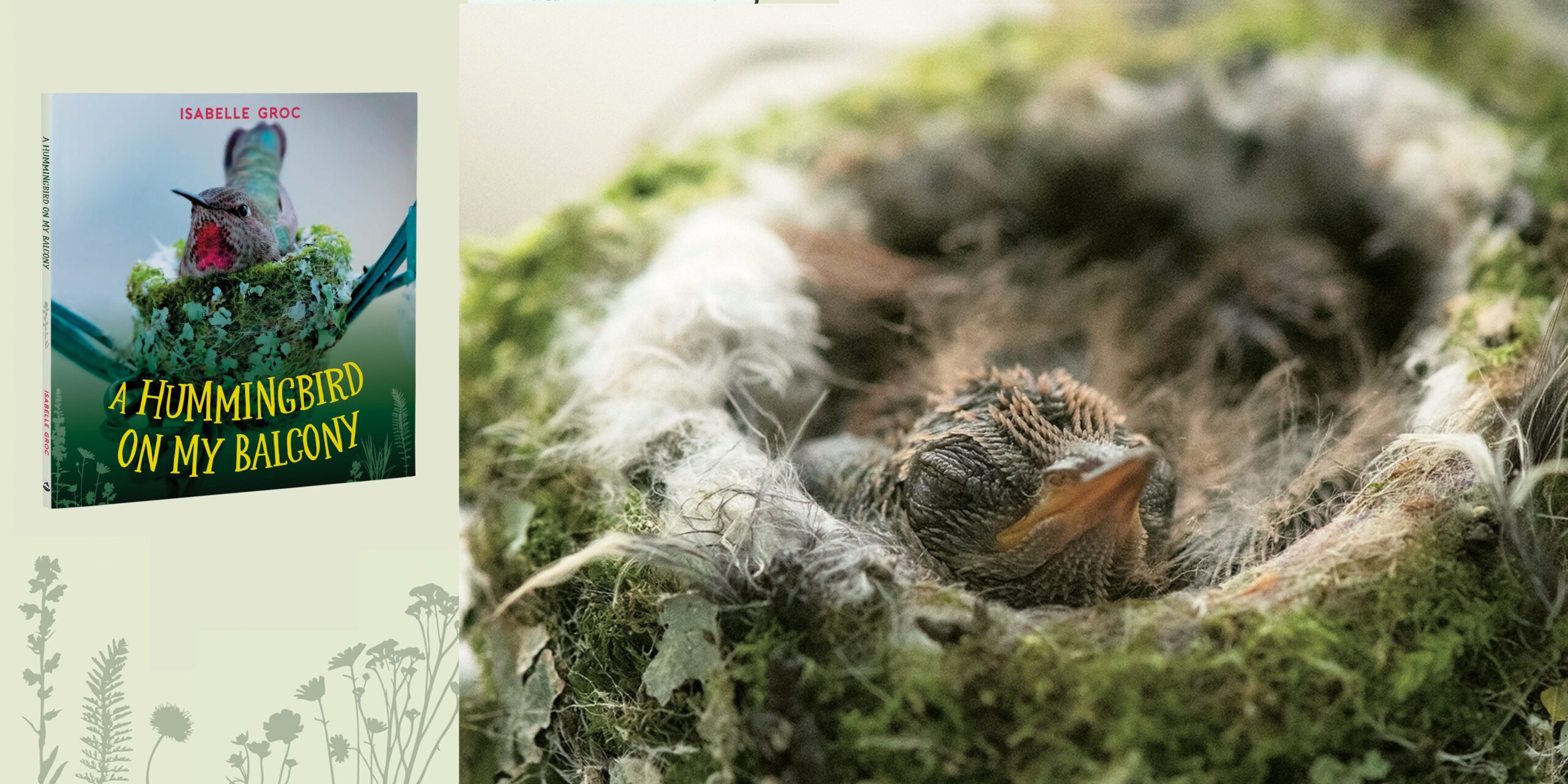 Q&A with A Hummingbird on My Balcony author Isabelle Groc
