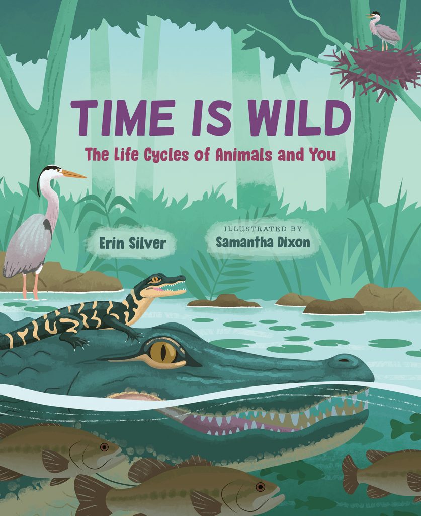 Time Is Wild: The Life Cycles of Animals and You by Erin Silver. Illustrated by Samantha Dixon. A river in a jungle. Floating in the water is a large green alligator. A small baby alligator is perched on its head, and a school of brown fish swims past. A tall heron is standing in the shallows.